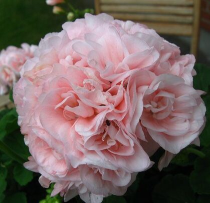 Pelargonija 'Queen Ingrid' (pieejams no jūnija)